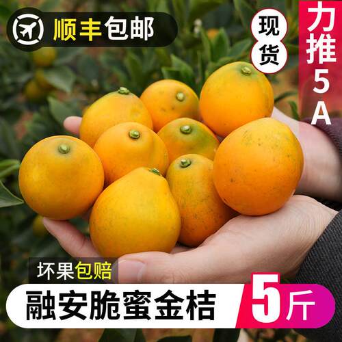 广西融安脆蜜金桔第三代当季新鲜水果大果纯甜金柑独立包装礼盒装