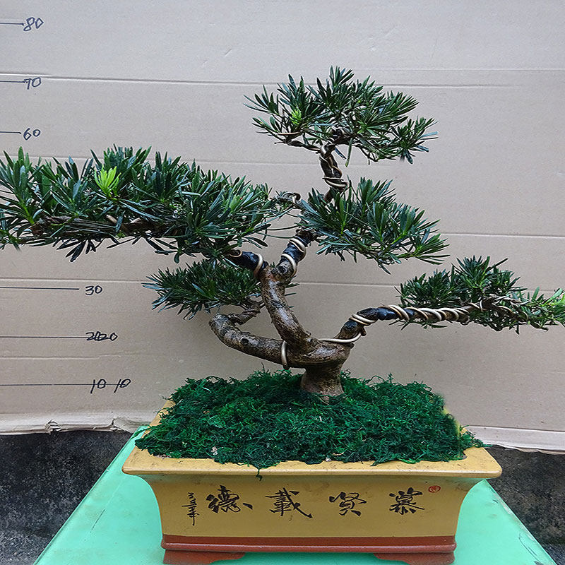 小叶罗汉松盆景树桩办公室客厅茶几桌面阳台盆栽 室内绿植 除甲醛