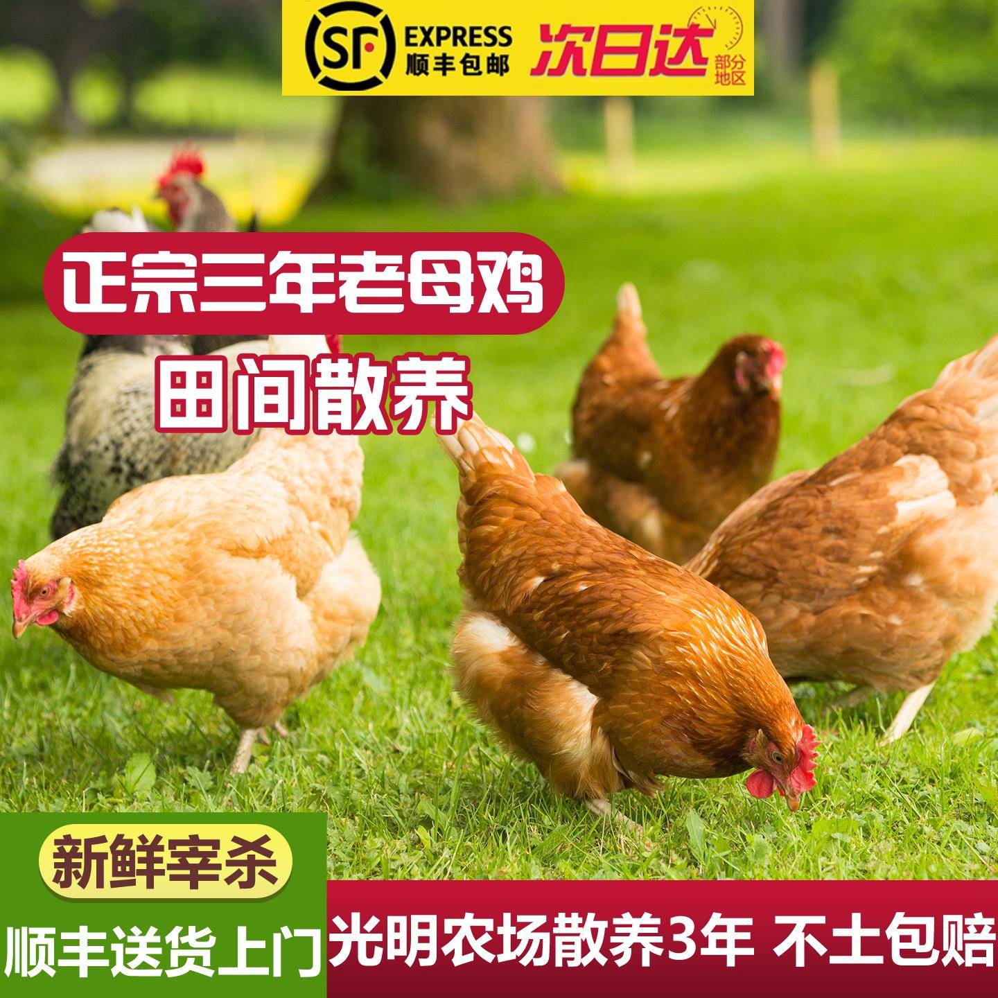 光明崇明农场散养3年老母鸡土鸡 走地鸡笨鸡整只新鲜现杀炖汤母鸡