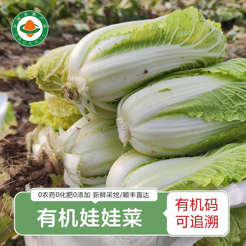 2025新上市云南高原有机娃娃菜有机白菜青菜娃娃菜有机蔬菜