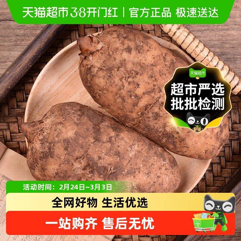 正宗云南昭通坝仿野生乌天麻现挖现发新鲜天麻