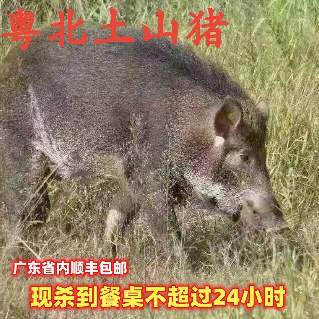 顺丰粤北二代山猪肉新鲜土猪现杀一刀切5斤带皮肉排骨猪手前腿尾