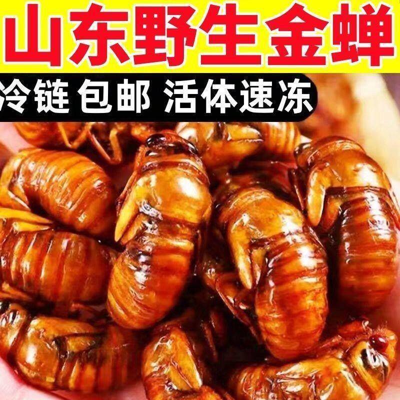 顺丰包邮当季2025新鲜金蝉知瞭猴冷冻现抓爬叉猴蝉蛹商用