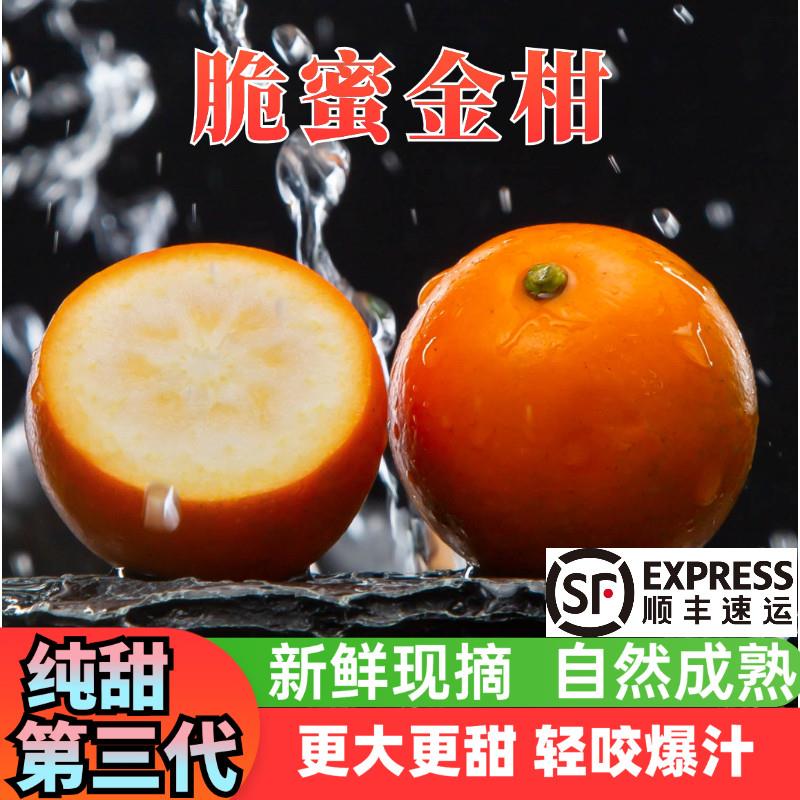 脆蜜金柑正宗广西融安金桔第三代纯甜无籽当季水果新鲜现摘独立装