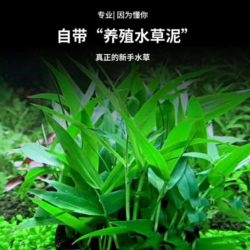 鱼缸水草植物绿菊水罗兰增氧无需底砂蜈蚣草古法养鱼造景水培绿植