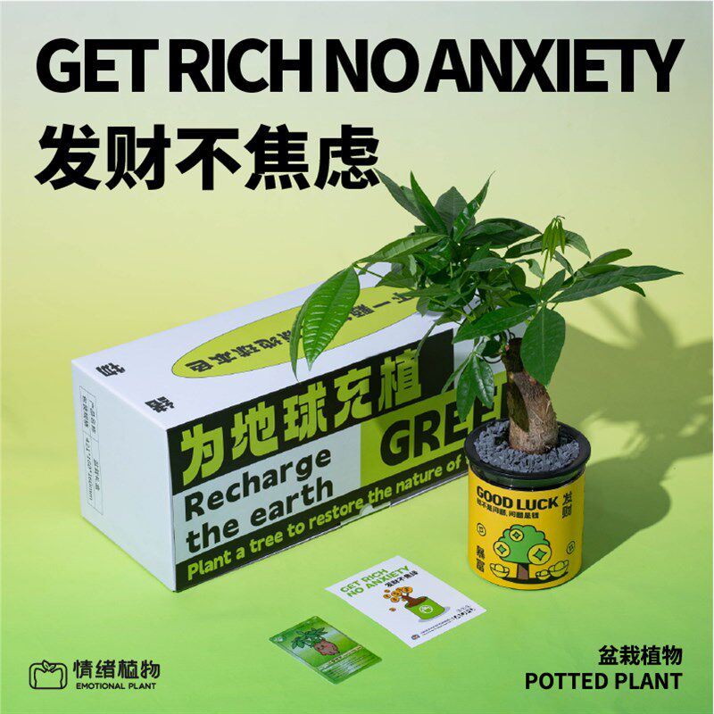 办公室桌面发财树植物水培富贵竹创意盆栽绿植职场教师节送人礼物