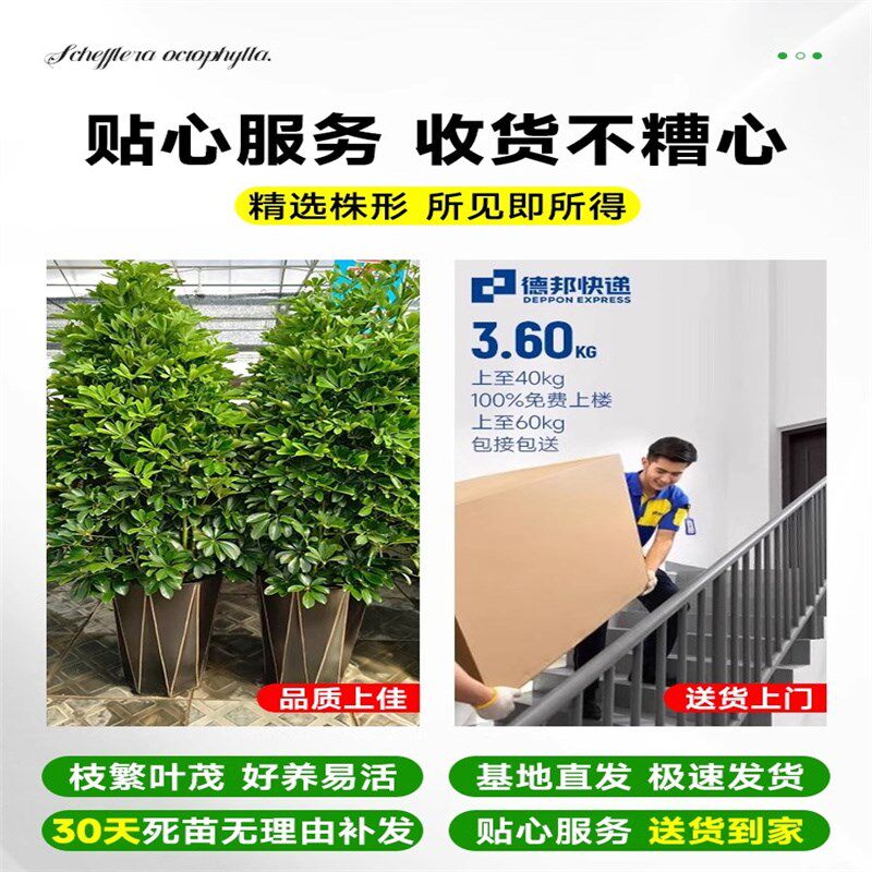 鸭脚木客厅大盆栽八方来财鸭掌木花卉办公室内大型七叶莲发财树