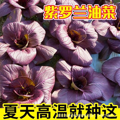 紫罗兰紫油菜种籽上海青抗寒抗热小油菜青梗菜耐寒新鲜蔬菜种子wy