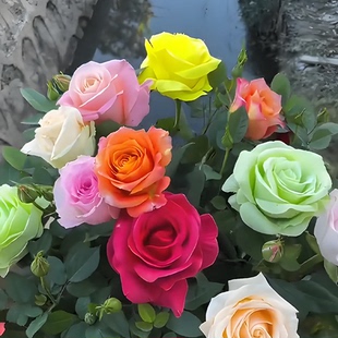 【拍一发三】四季玫瑰3颗基地现挖现卖玫瑰花苗老桩花卉wy