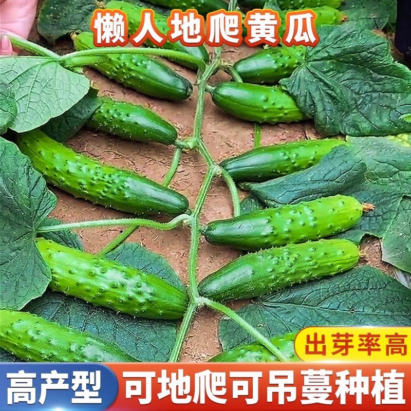 懒人地爬瓜种子 春秋免搭架懒人易种水果黄瓜耐旱阳台蔬菜种子YG