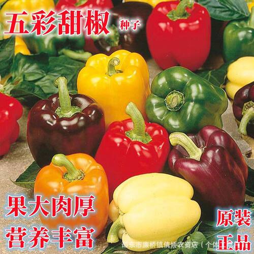 【五彩甜椒种子】大果高产不辣水果辣椒春秋四季庭院蔬菜种籽XL