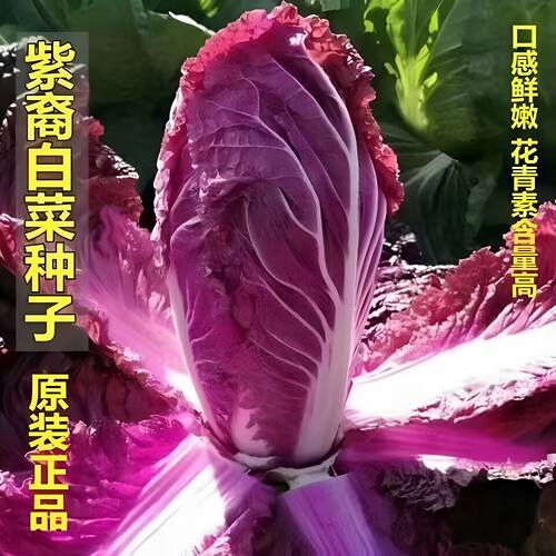 紫白菜种子里外紫色大白菜四季播种庭院田地农科院营养蔬菜籽XL
