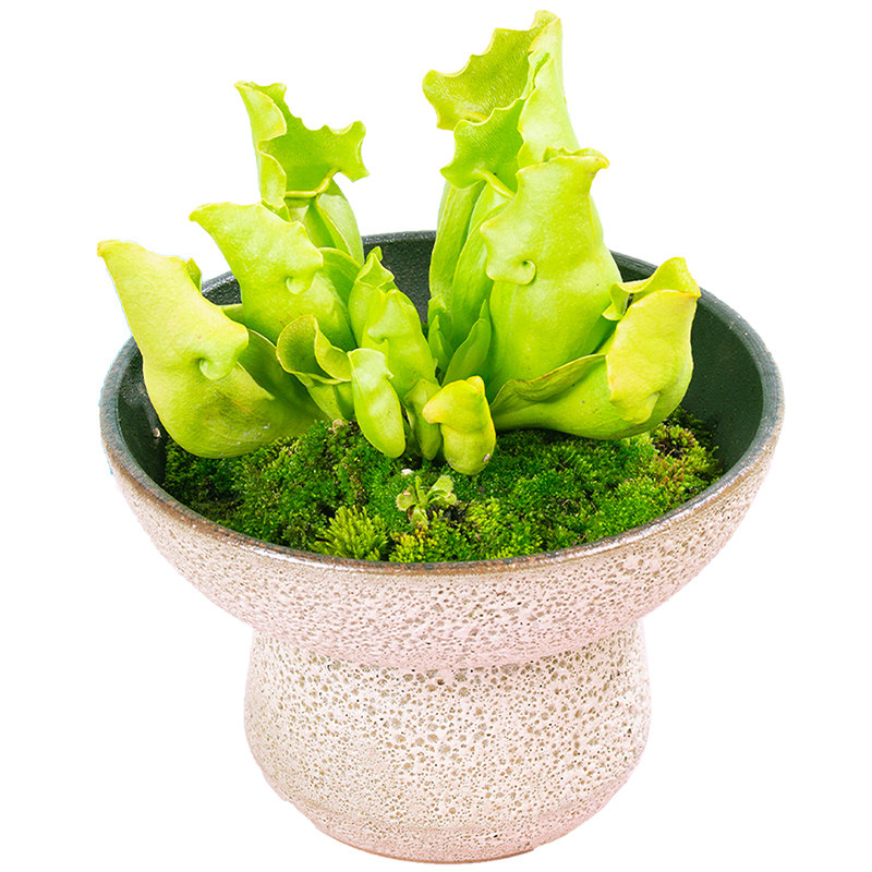 萤光绿色紫瓶/颜色靓丽/高端食虫植物热植观叶/办公室桌面小盆栽
