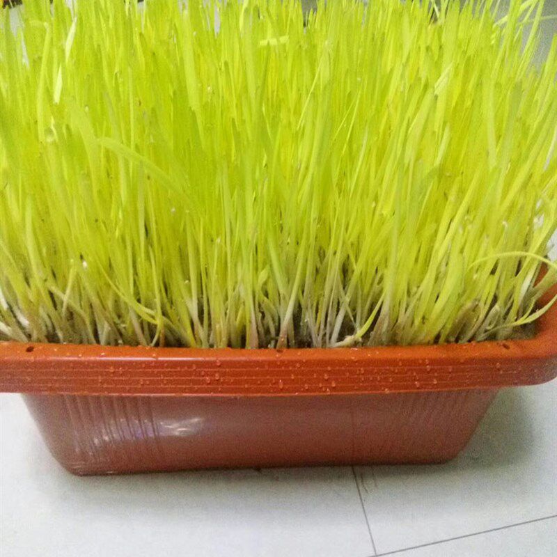 南宫特产黄韭盆景韭菜根盆栽苗室内阳台庭院无公害有机蔬菜农产品