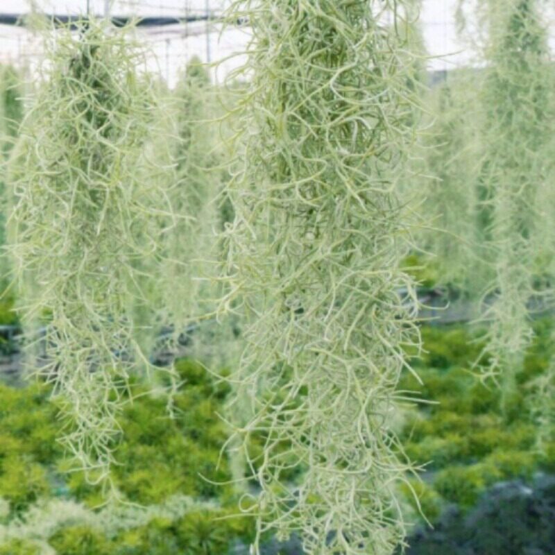 包邮老人须松萝空气草空气凤梨绿植盆栽趣味卧室客厅净化空气多肉