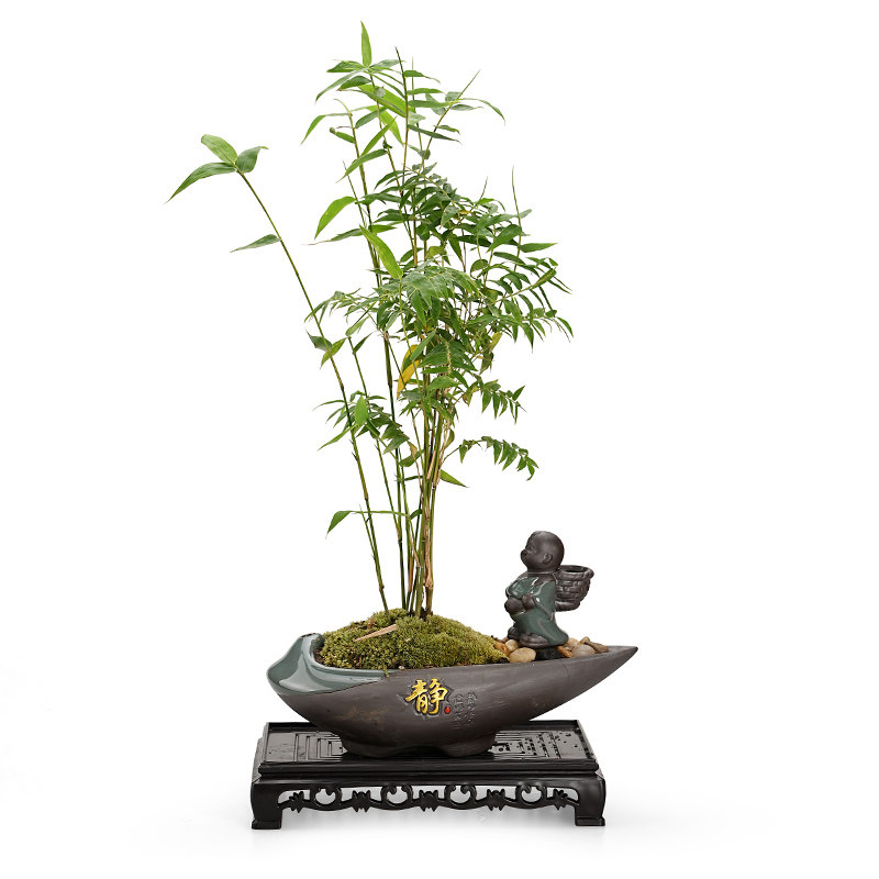 发财树米竹盆栽绿植花卉盆景组吸甲醛室内桌面好养净化空气创意