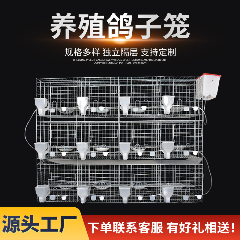 鸽子笼家用繁殖配对笼养鸽子专用肉鸽养殖笼子专业大型元宝鸽笼