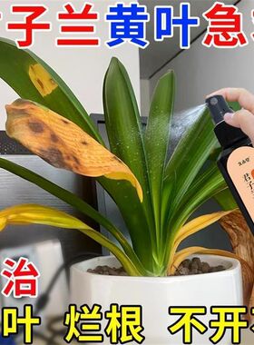 君子兰促箭剂专用肥催花肥治黄叶不开花植物专用营养液免稀释