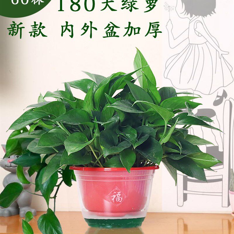 绿萝盆栽室内吸甲醛桌面发财树绿植物水培吊兰禄萝客厅水养大绿箩