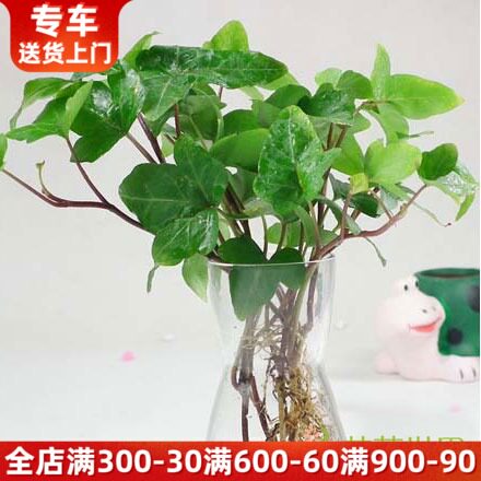 水培常春藤+玻璃瓶套装 除甲醛净化空气植物 卧室绿植办公室绿化