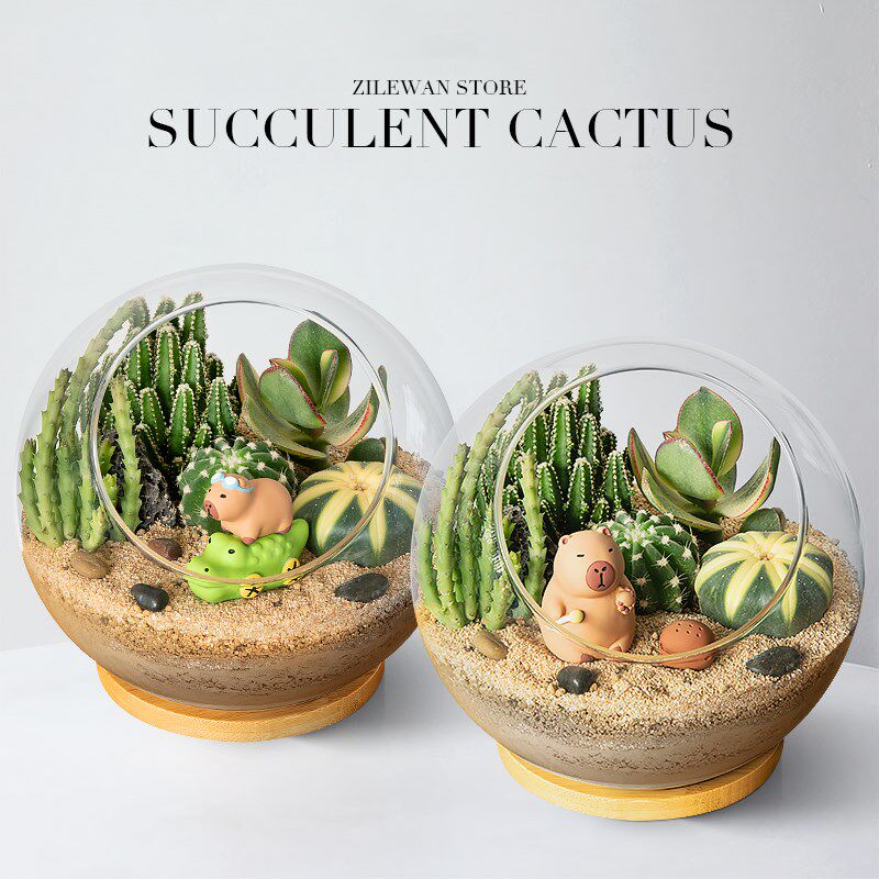 多肉植物组合盆栽仙人掌仙人球办公桌面diy绿植盆栽懒人室内好养