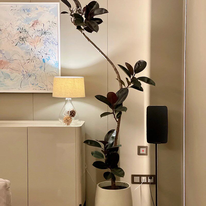 造型橡皮树盆栽 好养室内植物造型娃娃朱蕉 办公室阳台客厅绿植
