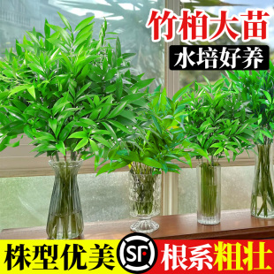 驱蚊竹柏水培植物室内祛蚊子克星办公室桌面水养绿植四季常青好养