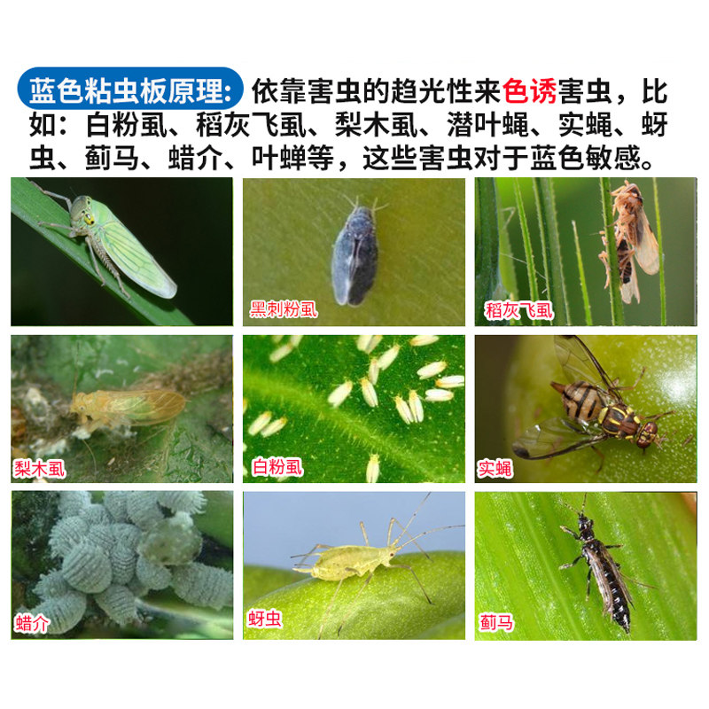 粘虫板黄板农用家用厨房大棚双面胶小飞虫纸粘虫子沾虫贴苍蝇除虫