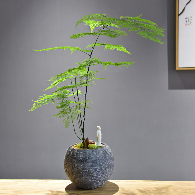 文竹盆栽盆景植物桌面好养四季常青办公室禅意绿植客厅意境盆栽