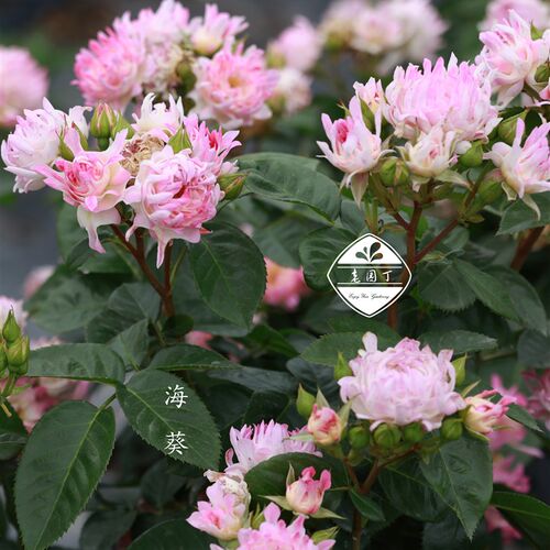 P11小苗月季塞尔玛红达婆罗洲之香玫瑰圣母经老园丁庭院盆栽花卉