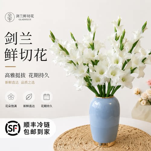 顺丰冷链A级剑兰唐菖蒲鲜切花