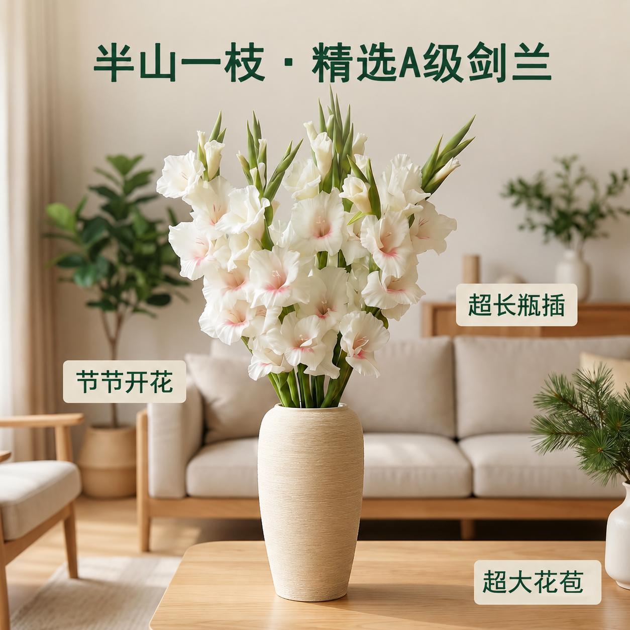 高品质精选剑兰鲜切花云南直发