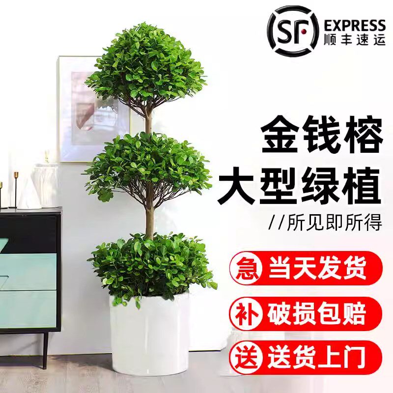 金钱榕盆栽树苗室内大型绿植客厅落地摇钱树植物造型盆景乔迁新居