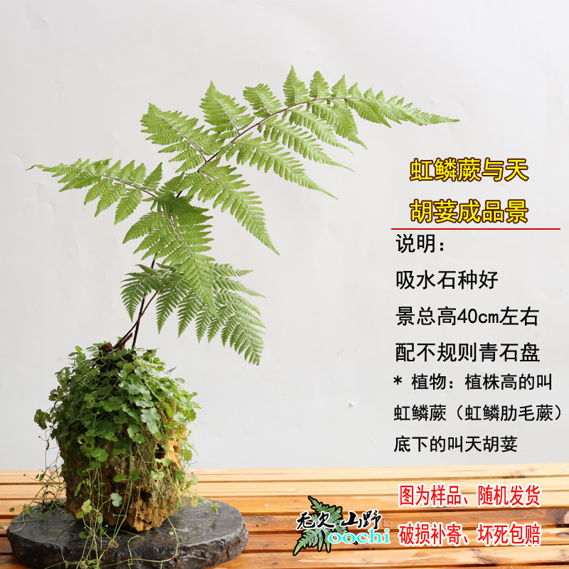 山野选集 兰花盆面植物 仙秀草 破铜钱 天胡荽容易种植可以水培