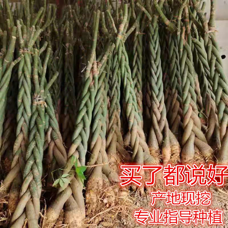 五辫发财树头裸根树苗不带盆栽大棵办公室内门前客厅招财旺宅绿植图片