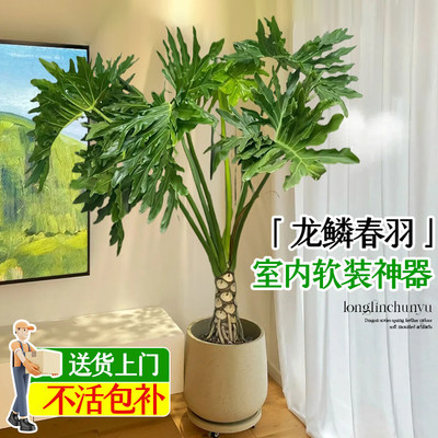 龙鳞春羽室内大型植物盆栽客厅办公室落地大号春雨绿植好养除甲醛