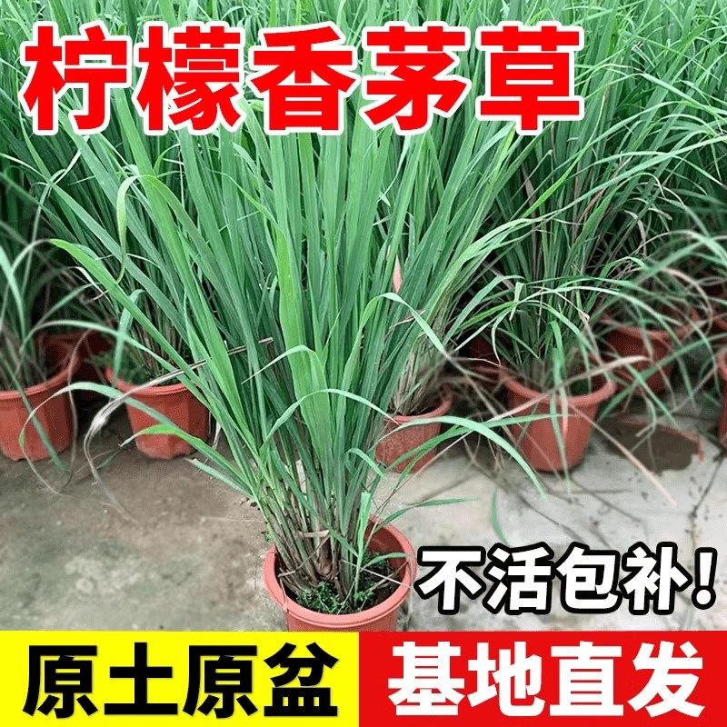 鲜鲜香茅草盆栽室内阳台驱蚊植物柠檬草苗可食用香草调料薄荷绿植