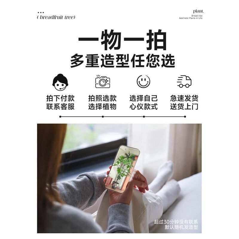 网红面包树盆栽客厅落地大号大型绿植物花盆真树办公室内好养禄植