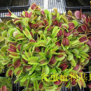 吸水盆栽好包邮食虫植物带分株捕蝇草瓶子草爆盆专用捕虫草食人花
