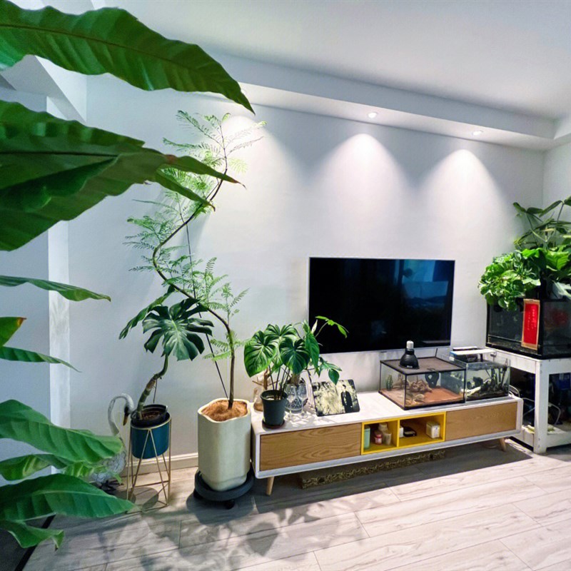 蓝花楹大型室内盆栽客厅好养绿植网红植物办公室花除甲醛净化空气