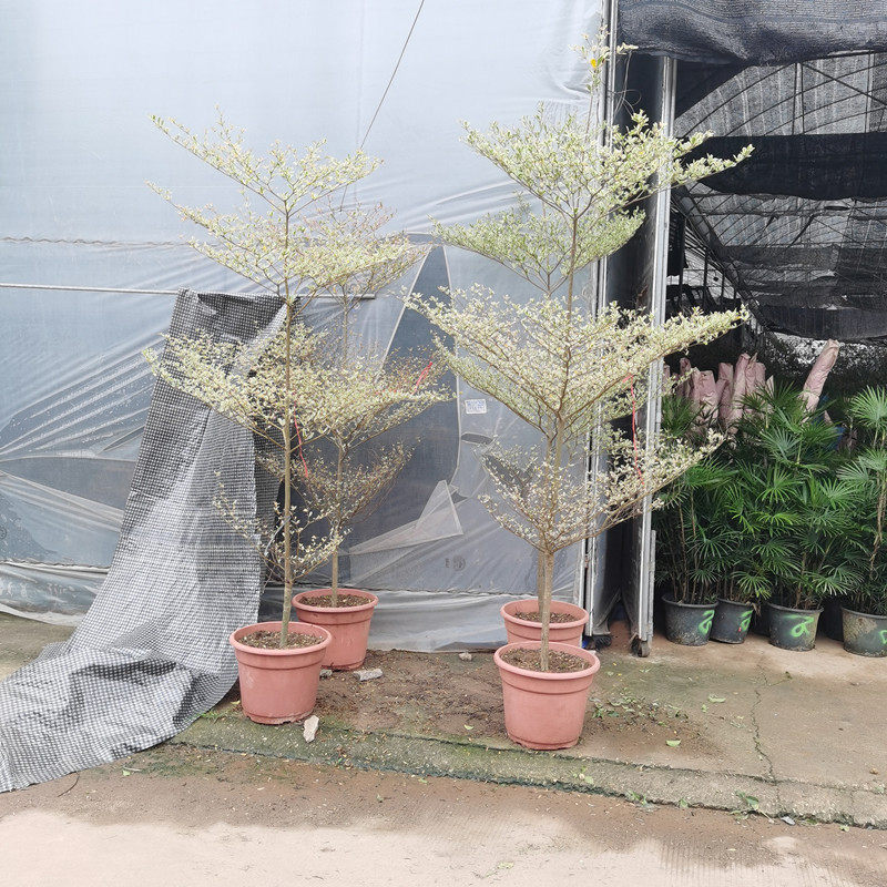 小叶榄仁盆栽绿化阳台花园庭院植物花叶榄仁非洲雨伞树造景大绿植