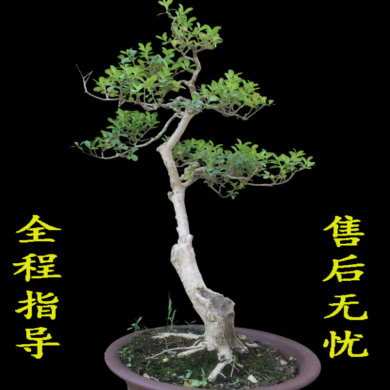 矮霸黄杨盆景树桩名贵造型小叶黄杨好养皱皮老盆栽黄杨庭院造型树