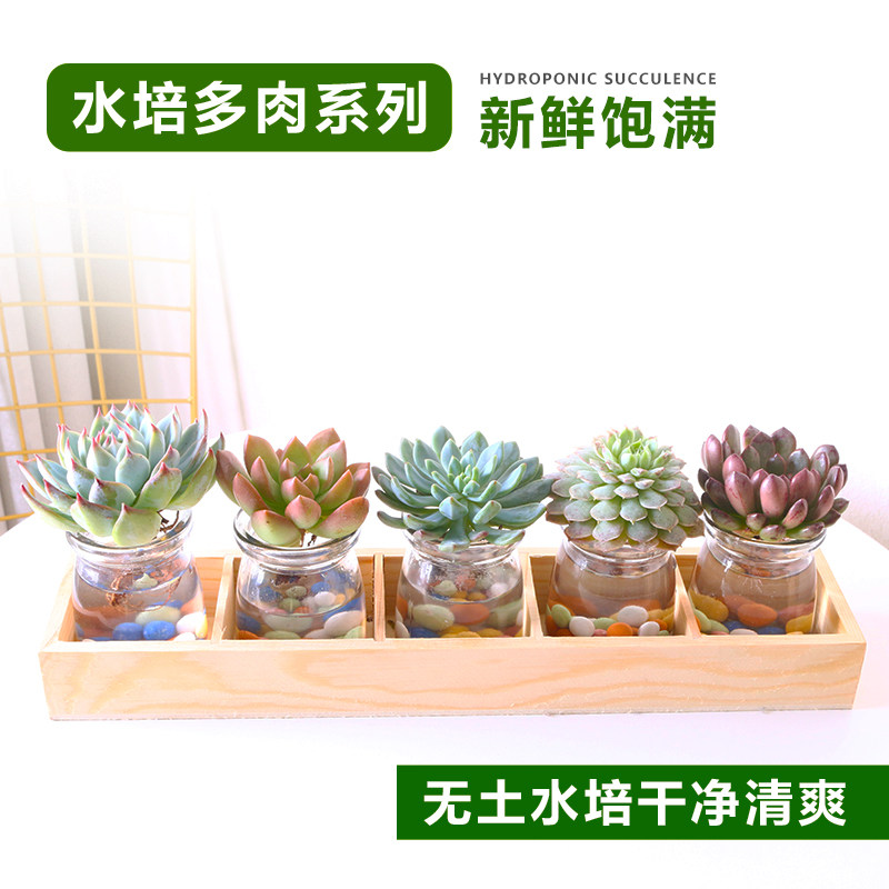水培植物多肉小盆栽吉娃娃黄丽红宝石室内绿植高端多肉组合花卉