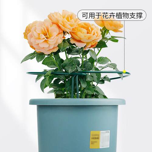 铁艺花架半圆固定花支架蟹爪兰植物支撑绣球月季爬藤聚拢护叶架
