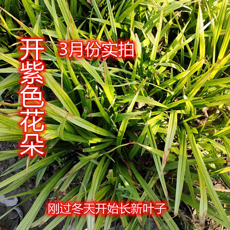 别墅兰花三七吉祥草新款韭菜花金边麦冬草金叶石菖蒲紫娇花