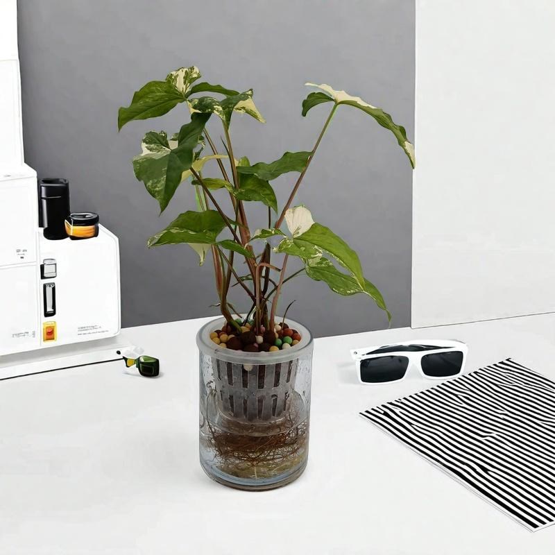 纯水培白锦合果芋水培绿植室内好养水培植物花卉盆栽绿植