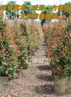 美植袋种植袋加厚无纺布植树袋花盆白色黑色特大营养钵育苗袋厂家