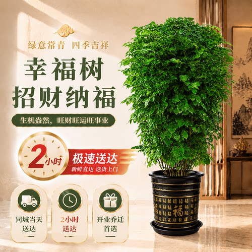 发财树四季青天堂鸟大绿萝大型绿植盆栽室内开业乔迁全国同城配送