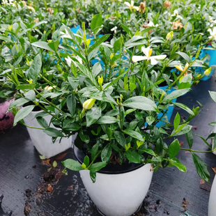 一物一拍香雪栀子花观花小叶枝子阳台室外净化空气庭院绿植盆景苗