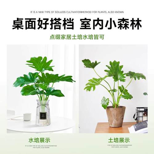 春羽水培植物盆栽客厅办公室内桌面绿植好养活春雨净化空气龟背竹